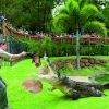 Crocodile feeding in Currumbin