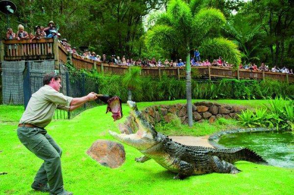 Crocodile feeding in Currumbin