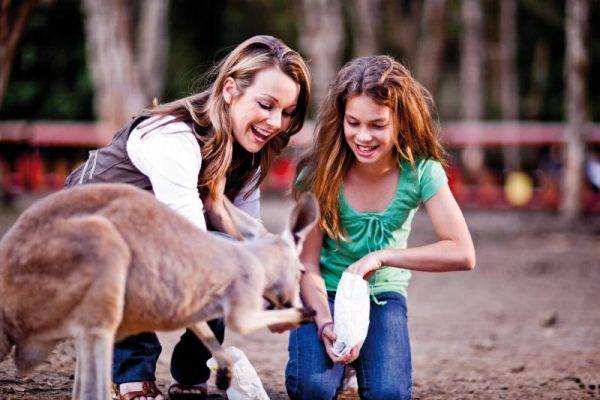 Feed the kangaroos at Currumbin Wildlife park