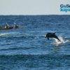 Go Sea Kayak in Byron Bay