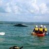 Humpback whale_Go Sea Kayak-Byron Bay