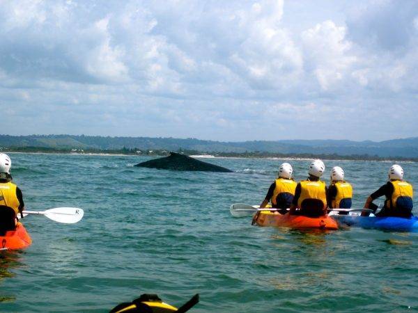 Humpback whale_Go Sea Kayak-Byron Bay