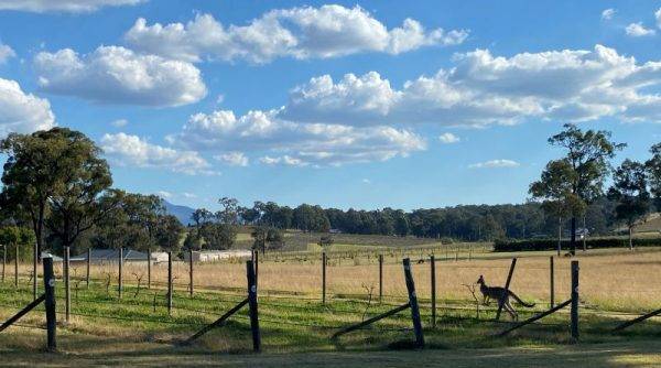 Kangaroo in the Hunter Valley