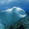 Mantaray during diving at Julian Rocks
