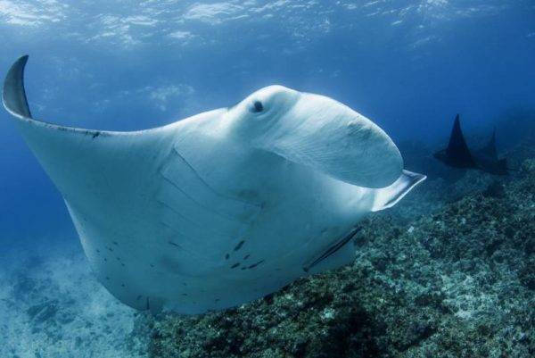 Mantaray during diving at Julian Rocks