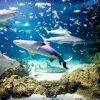 Sea life Sydney Aquarium