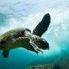 Turtle during diving with the Byron Bay Dive Centre