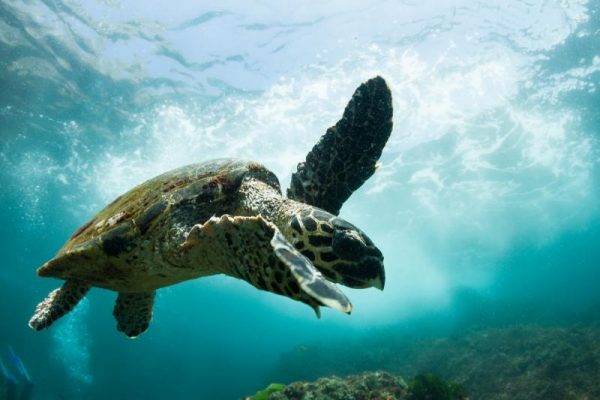 Turtle during diving with the Byron Bay Dive Centre