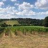 Vineyards and wine tasting
