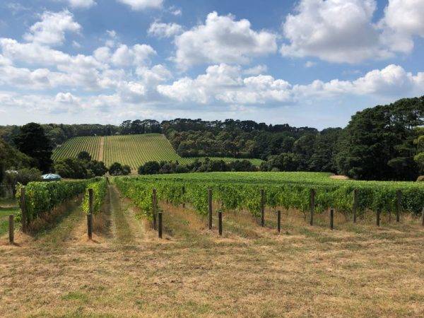 Vineyards and wine tasting