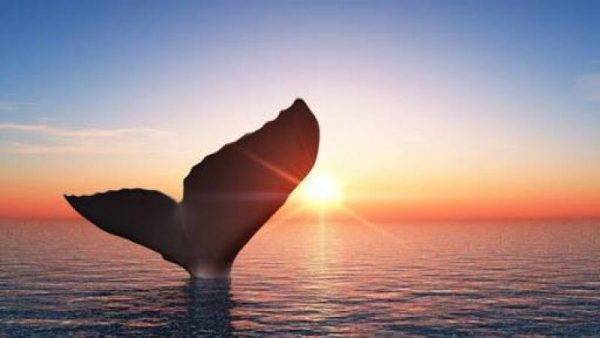 Whale during Go Sea Kayak in Byron Bay
