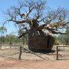 Boab gevangenis boom_Derby_Wa