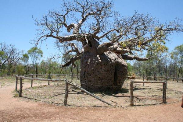 Boab gevangenis boom_Derby_Wa