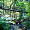 Boardwalk Mossman Gorge