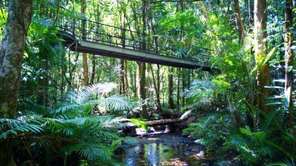 Boardwalk Mossman Gorge
