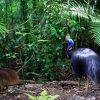 Cape Tribulation Active Tropics