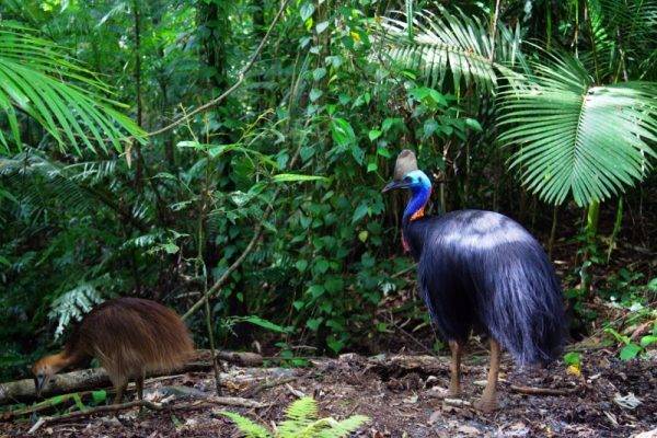 Cape Tribulation Active Tropics