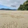 Cape Tribulation Beach_Daintree National Park
