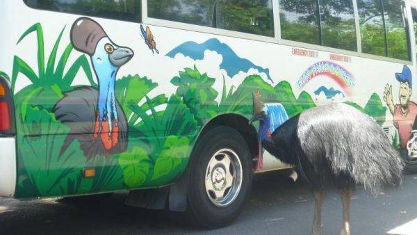 Cassowary at Uncle Brians bus