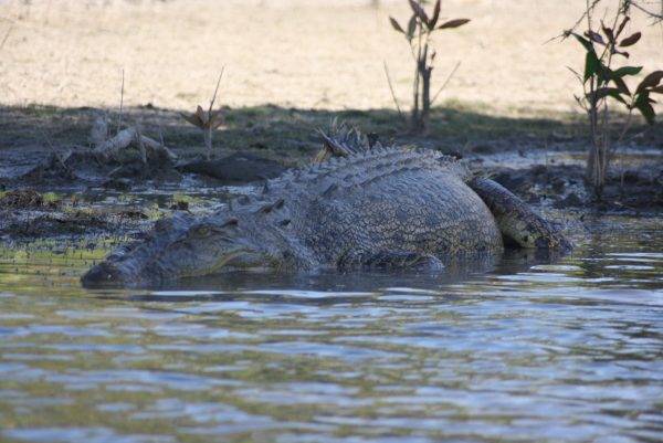 Crocodile_Maryriver Cruise_Kakadu