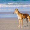 Dingo_Fraser Island_Fraser Discovery