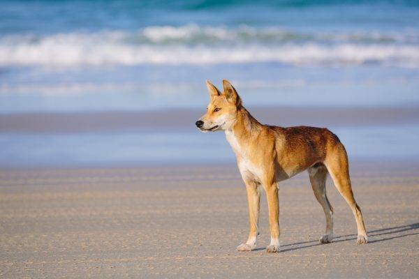 Dingo_Fraser Island_Fraser Discovery
