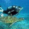 Diving with Kiana on the Outer Reef in the Whitsundays