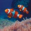 Finding nemo with Kiana in the Whitsundays