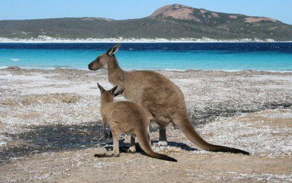 Kangaroo on the beach, Cape Le Grand National Park_Esperance_WA