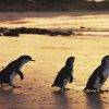 Penguins, penguin parade, Phillip Island