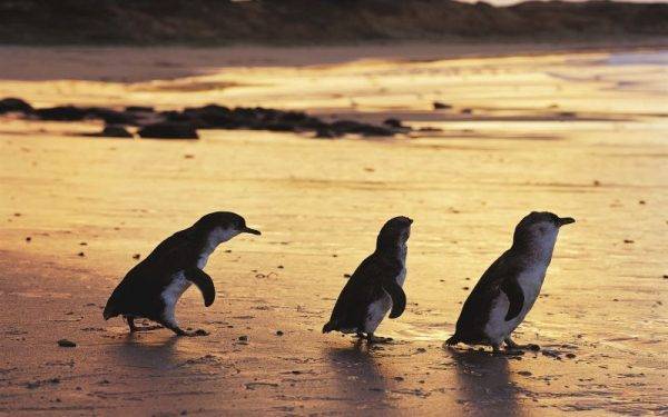 Penguins, penguin parade, Phillip Island