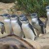 Phillip Island-penguins-
