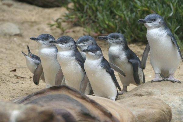 Phillip Island-penguins-