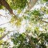 Rainforrest Fraser Island