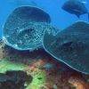 Rays at the Yongala Shipwreck