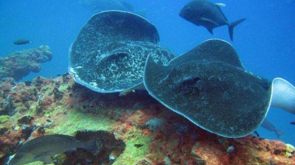 Rays at the Yongala Shipwreck