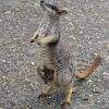 Rock wallabies feeding with Uncle Brians