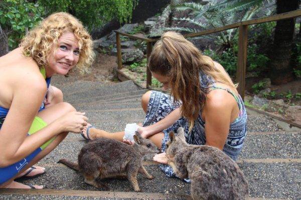 Rock wallabies_Granite Gorge_Tablelands_Cairns