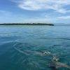 Sharks at Green Island