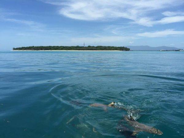 Sharks at Green Island