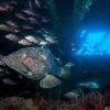 YongalaDive_ShipwreckDive_GreatBarrierReef6