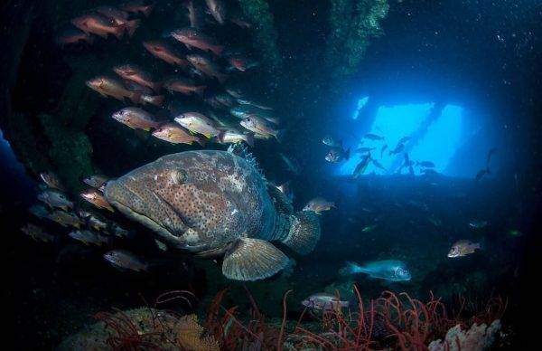 YongalaDive_ShipwreckDive_GreatBarrierReef6