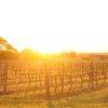 vineyards_Barossa Valley