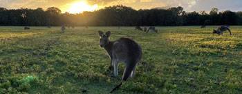 Kangaroo at sunset in Coomboobah National Park, Australia