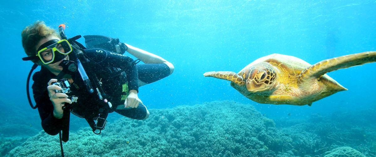 Maya_Turtle_Great_Barrier_Reef_Cairns Maya_Turtle_Great_Barrier_Reef_Cairns